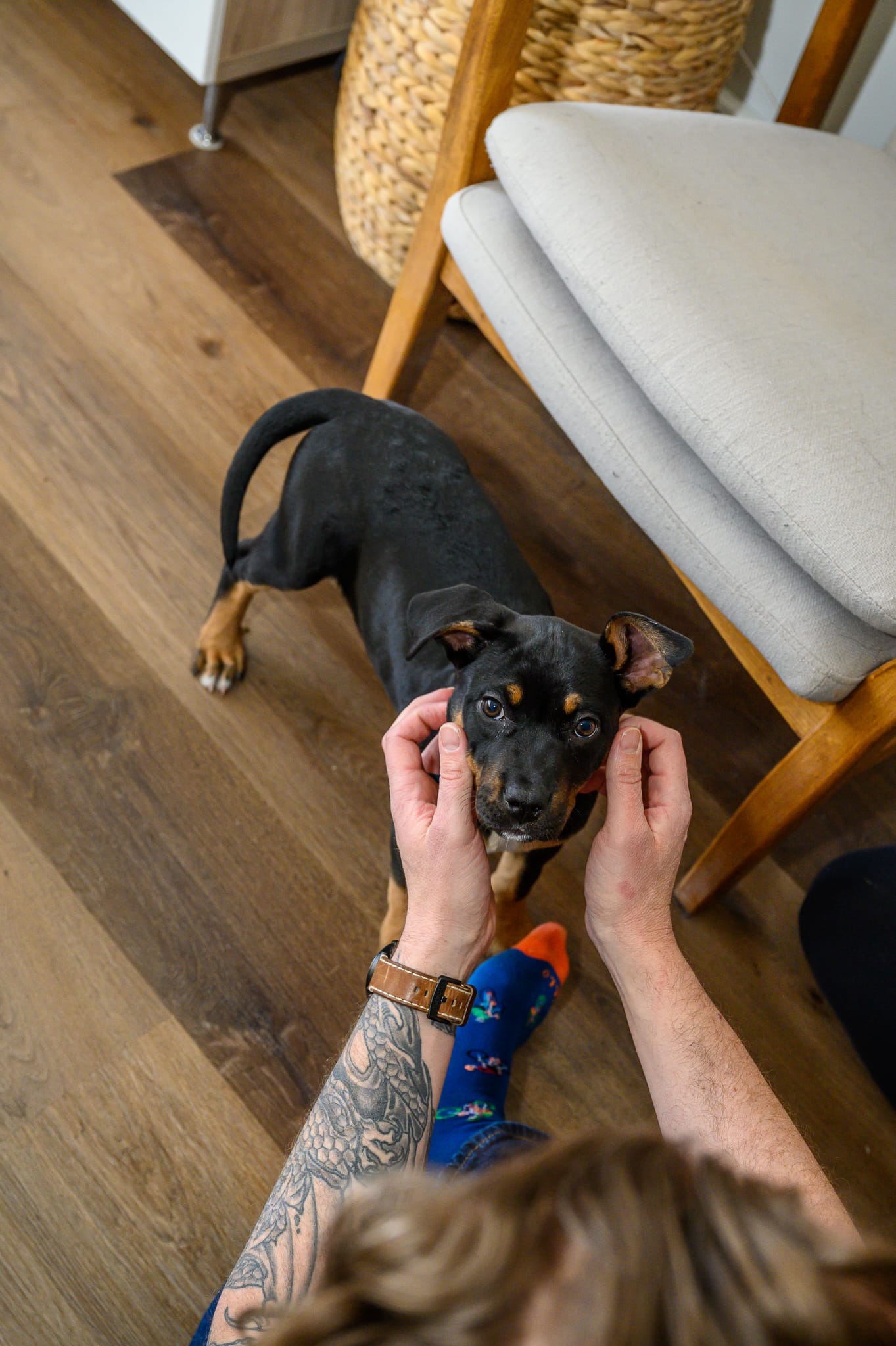 Veterinary Examination
