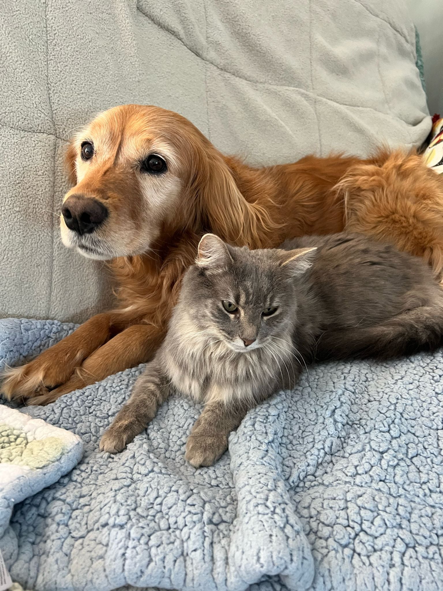 Pet Friends