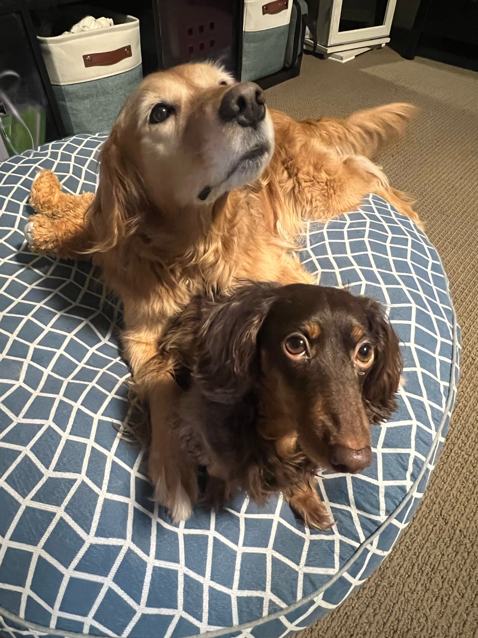 Pets receiving care at home